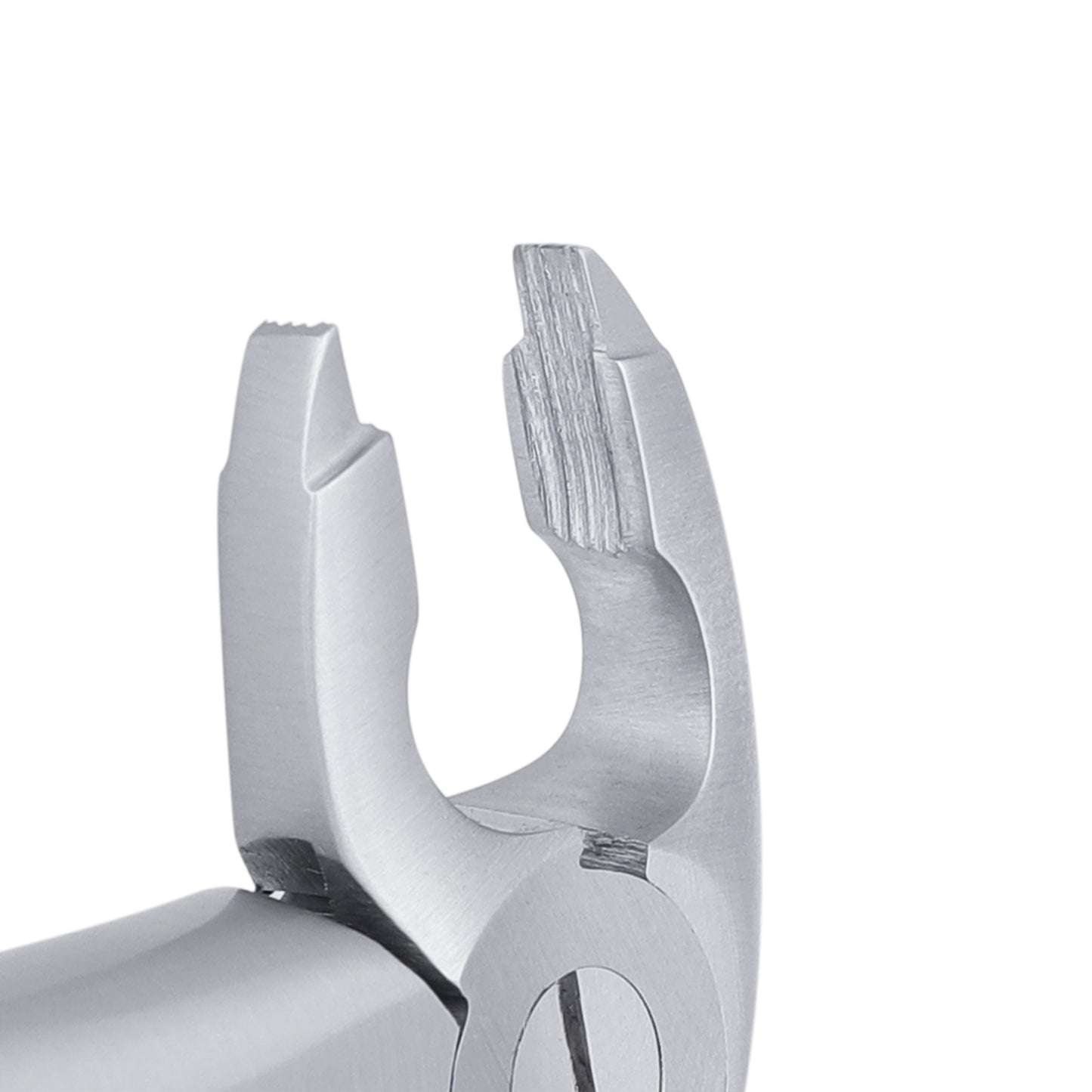 36 Serrated Lower Premolars Extraction Forcep - HiTeck Medical Instruments