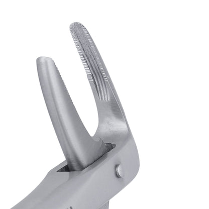 233 Lower Roots Serrated Extraction Forceps - HiTeck Medical Instruments