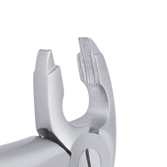 36 Serrated Lower Premolars Extraction Forcep - HiTeck Medical Instruments