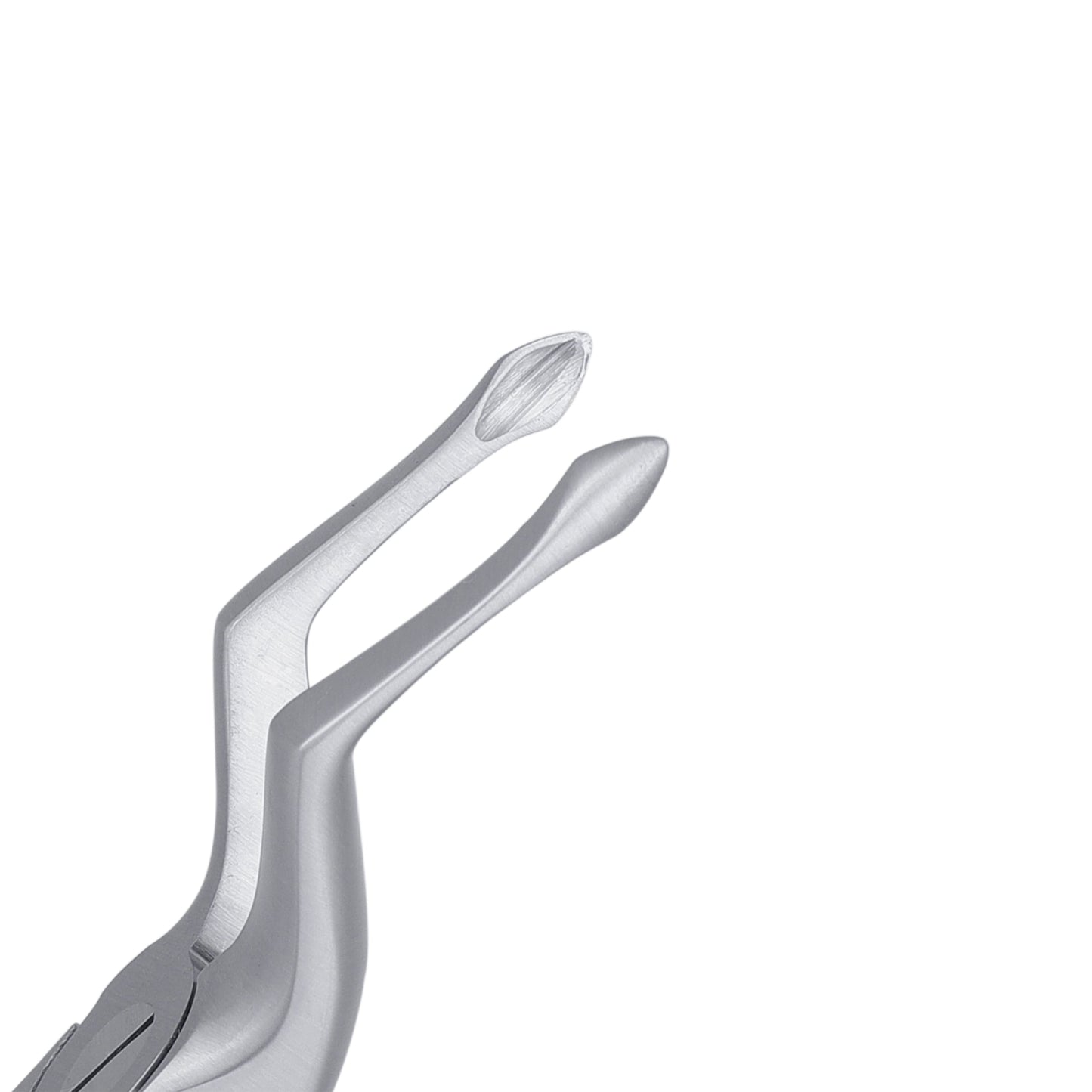 51 Upper Roots Serrated Atraumair Extraction Forceps